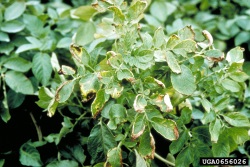 Vaalearengasm&auml;d&auml;n aiheuttamaa lehtien vaalenemista ja kuivumista perunakasvustossa (suuri kuva).