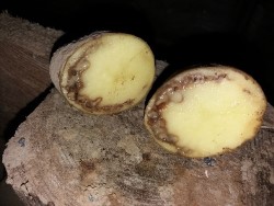 Halkaistu perunanmukula, jossa n&auml;kyy johtoj&auml;nnekeh&auml; tummana sek&auml; siit&auml; erittyv&auml;&auml; limaa (suuri kuva).