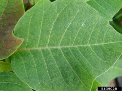 Punkkien aiheuttamaa valkoista vioitusta joulut&auml;hden&nbsp;lehdess&auml;.