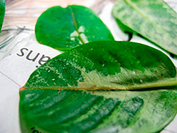 Bomullsmj&ouml;llusens puppor.