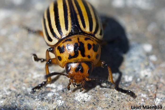 koloradonkuoriainen aikuinen. Kuva: L M&auml;enp&auml;&auml;