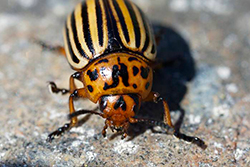 Koloradonkuoriainen edest&auml;p&auml;in.