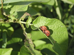 Kaksi koloradonkuoriaisen toukkaa lehdell&auml;.
