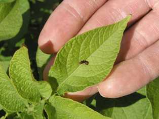 Koloradonkuoriaisen 1-asteen toukka lehdell&auml;.