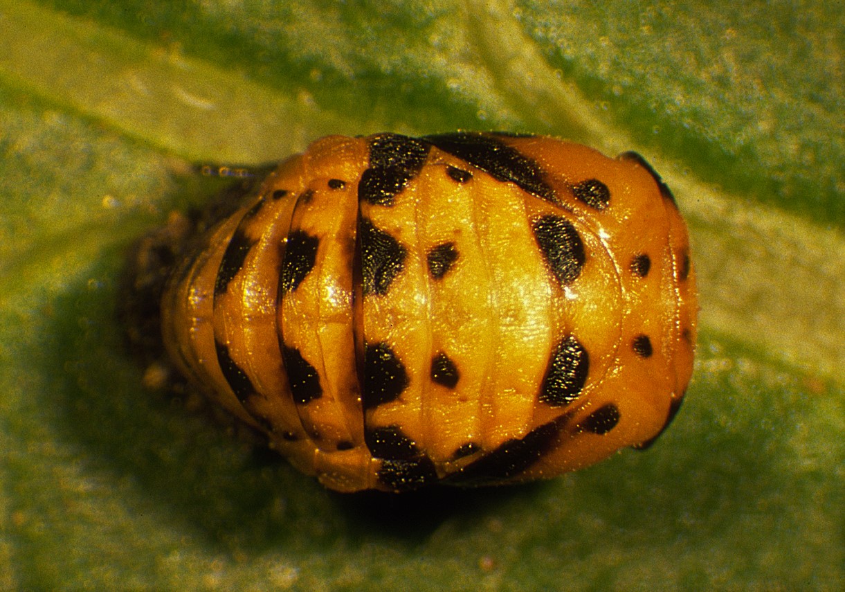 Lepp&auml;pirkon kotelo.jpg