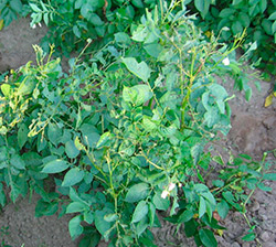 Koloradonkuoriaisen osittain sy&ouml;mi&auml; perunakasveja (suuri kuva).