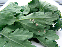 Valkoisia iti&ouml;pes&auml;kkeit&auml; krysanteemin lehtien alapinnalla (suuri kuva).