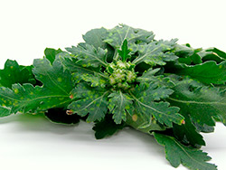 Vaaleita ja ruskehtavia laikkuja krysanteemin lehtien yl&auml;pinnalla (suuri kuva).