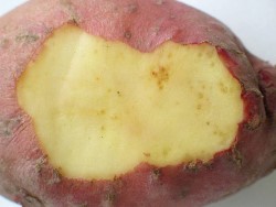 Meloidogyne-juuri&auml;k&auml;m&auml;ankeroisen vioitus erottuu pistem&auml;isen&auml; perunan kuoren alla (suuri kuva).