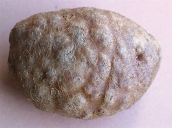 Meloidogyne-juuri&auml;k&auml;m&auml;ankeroinen aiheuttamia ep&auml;muodostumia n&auml;kyy perunan pinnalta katsottuna (suuri kuva).