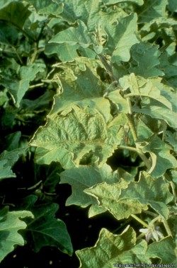 Skador av palmtrips p&aring; en &auml;ggplanta.