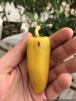 K&auml;rs&auml;kk&auml;&auml;n tekem&auml; reik&auml; minipaprikassa (suuri kuva).