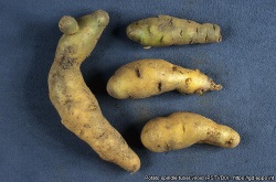 Perunan sukkulamukulaviroidin aiheuttama mukulan ep&auml;muotoisuus. 