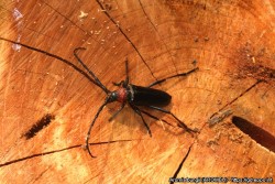 Aikuinen punakaulusj&auml;&auml;r&auml; puun kannolla (suuri kuva).