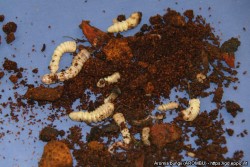 Eri ik&auml;isi&auml; punakaulusj&auml;&auml;r&auml;n toukkia ja purua.