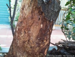 Punakaulusj&auml;&auml;r&auml;n reiki&auml; ja purua puun kuoren alla (suuri kuva).