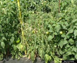 Tummarengasm&auml;d&auml;n aiheuttamaa pienikokoisuutta tomaattikasvustossa (suuri kuva).