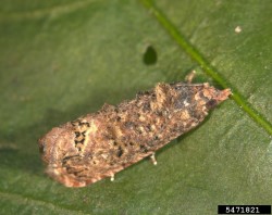 En vuxen Thaumatotibia leucotreta p&aring; bladen (en stor bild).