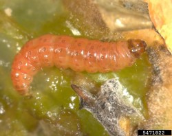 En Thaumatotibia leucotreta larv p&aring; bladen (en stor bild).