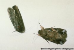 Aikuisia viljay&ouml;kk&ouml;si&auml; valkoisella taustalla (suuri kuva).