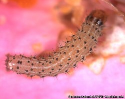 Viljay&ouml;kk&ouml;sen toukka (suuri kuva).