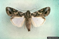 Aikuinen krysanteemiy&ouml;kk&ouml;nen levitettyn&auml; (suuri kuva).