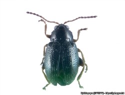 Aikuinen sukakirppa valkoisella taustalla (suuri kuva).