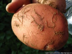 Sukakirppojen vioittama perunanmukula (suuri kuva).