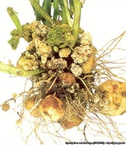 Perunasy&ouml;v&auml;n aiheuttamia ep&auml;muodostumia mukulassa ja juuristossa (suuri kuva).