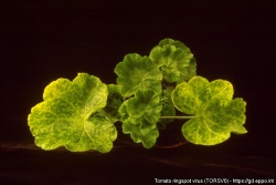 Virusoireet pelargonin lehdiss&auml;.