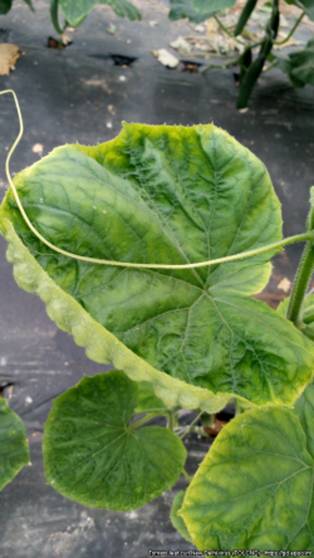 Viruksen aiheuttamaa keltaisuutta ja k&auml;pristyneisyytt&auml; kurkunlehdess&auml; (suuri kuva).