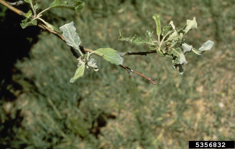 H&auml;rm&auml; omenalla.jpg