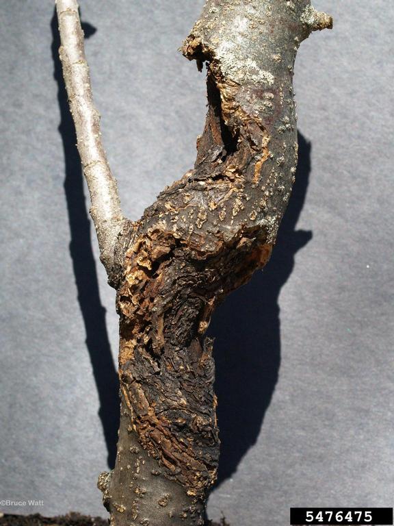 hedelm&auml;puun sy&ouml;p&auml;.jpg