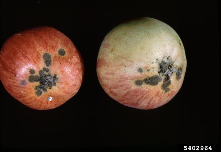 omenarupi omenassa.jpg