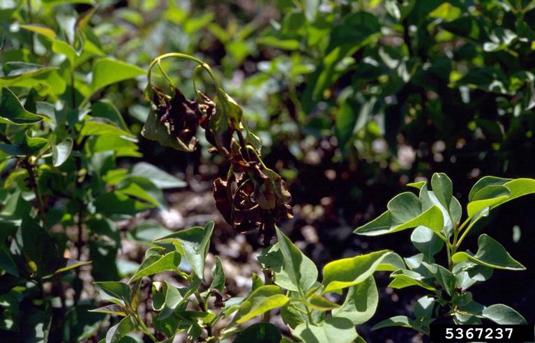 P. syringae syreenill&auml; kuva 1.jpg