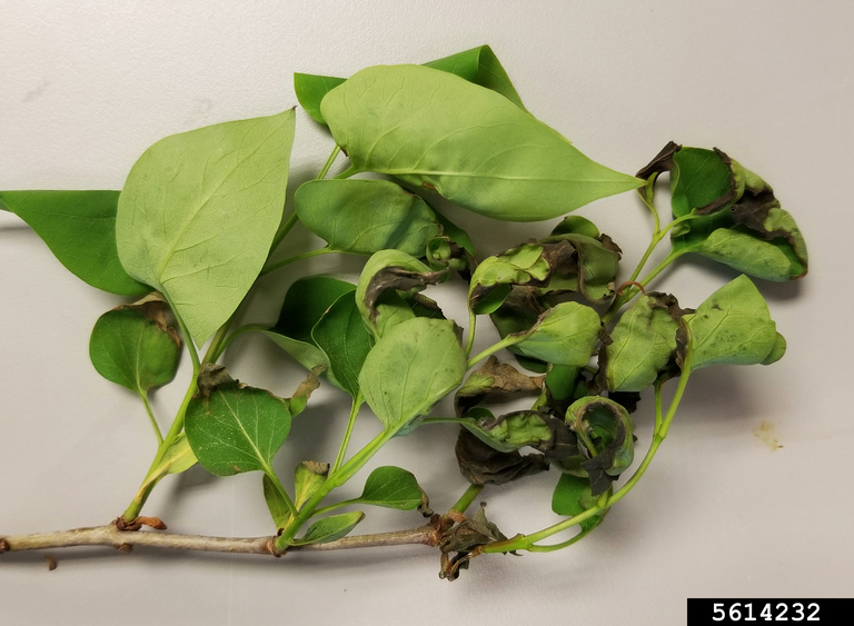 P. syringae syreenill&auml; kuva 2.jpg