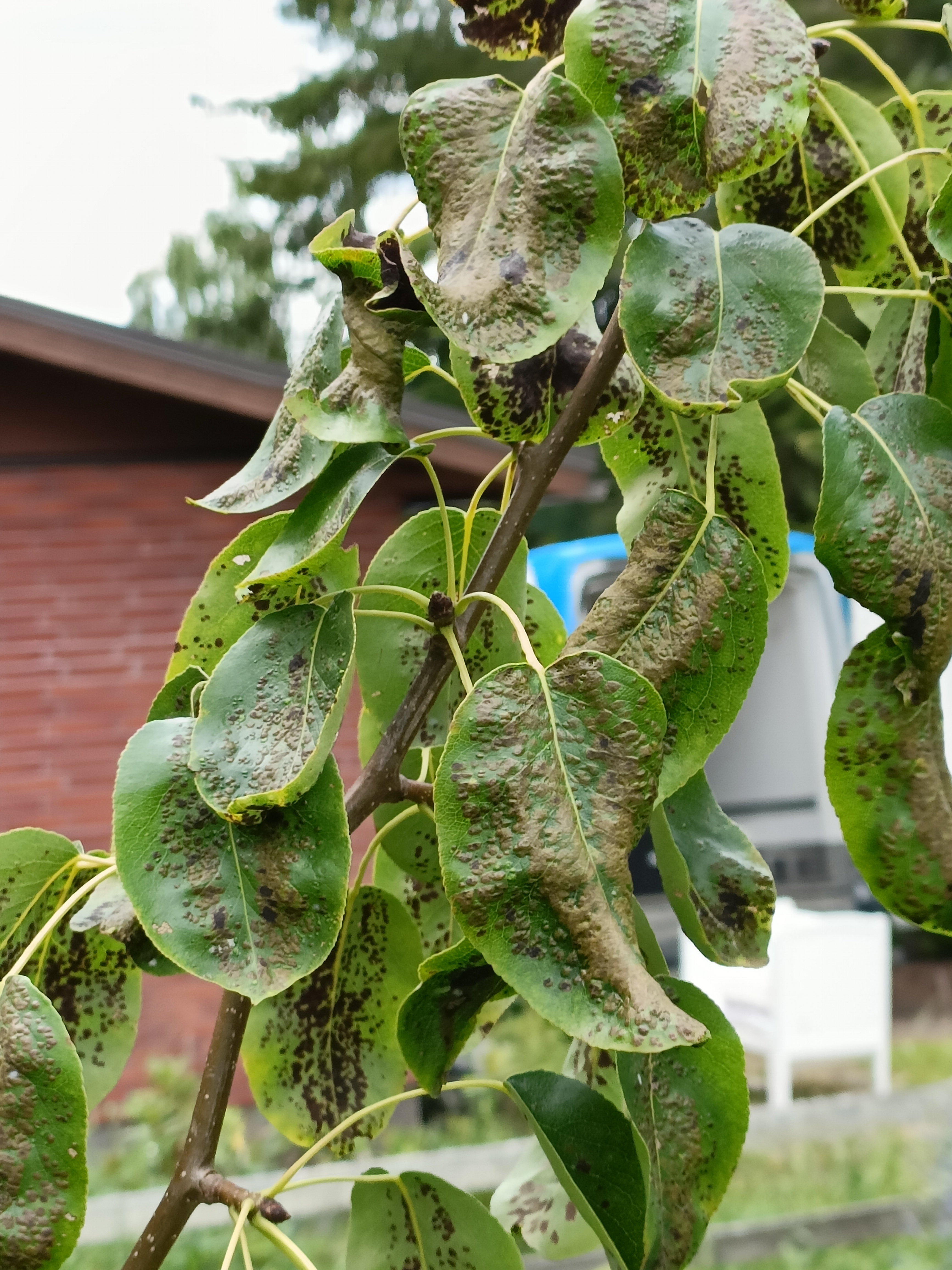 p&auml;&auml;ryn&auml;n&auml;k&auml;m&auml;punkki Jouko Kivimaa 2022.jpg