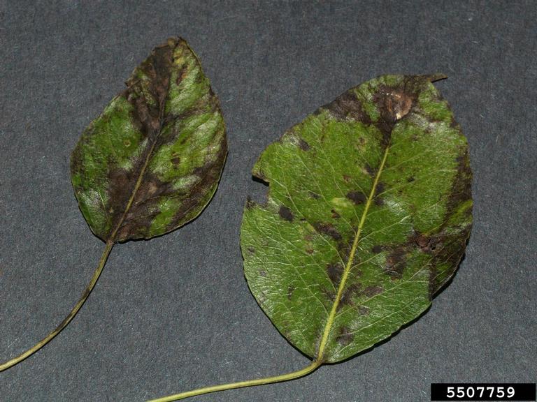 p&auml;&auml;ryn&auml;rupi p&auml;&auml;ryn&auml;n lehdess&auml;.jpg