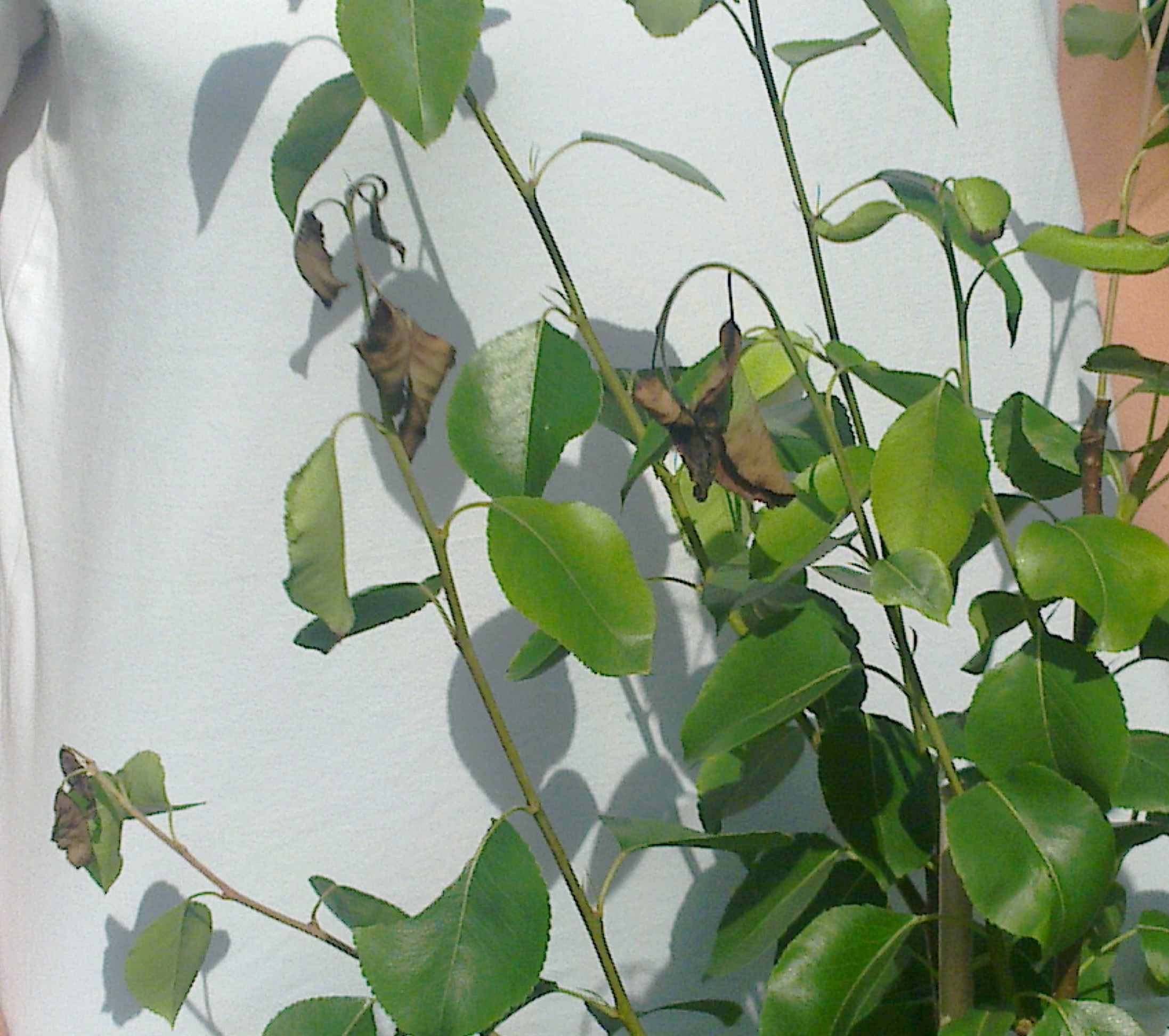 Pseudomonas syringae pv syringae (2).jpg