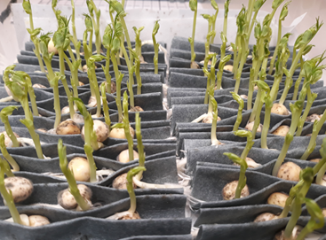 Hernen&auml;ytteet id&auml;tettiin paperihaitarissa.